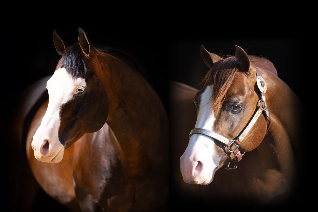 haras frange