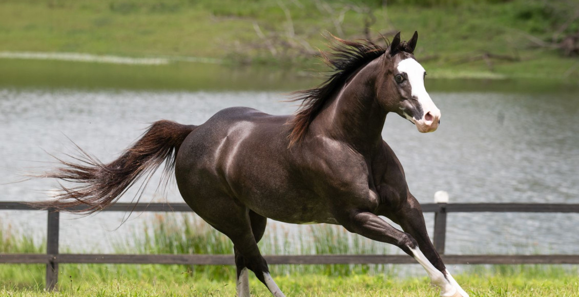haras sao pedro