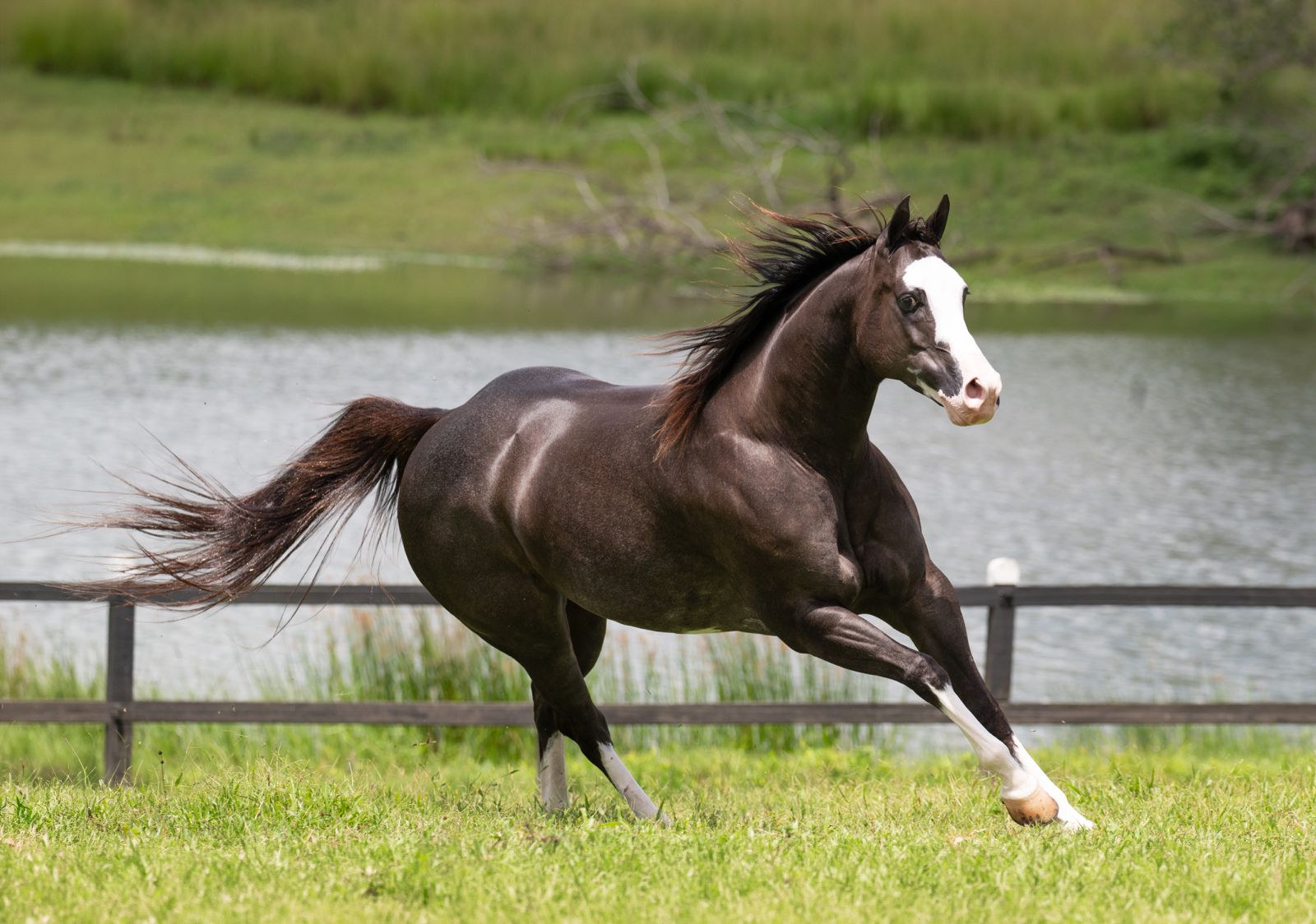 haras sao pedro