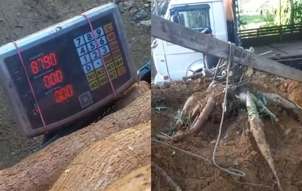 Mandioca gigante de 84 kg impressiona família no interior de Santa Catarina