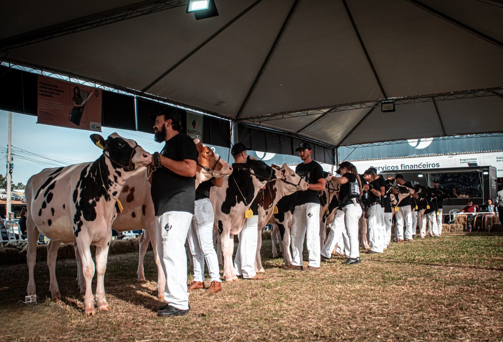 Raça Holandesa confirma 125 animais para a Fenasul Expoleite