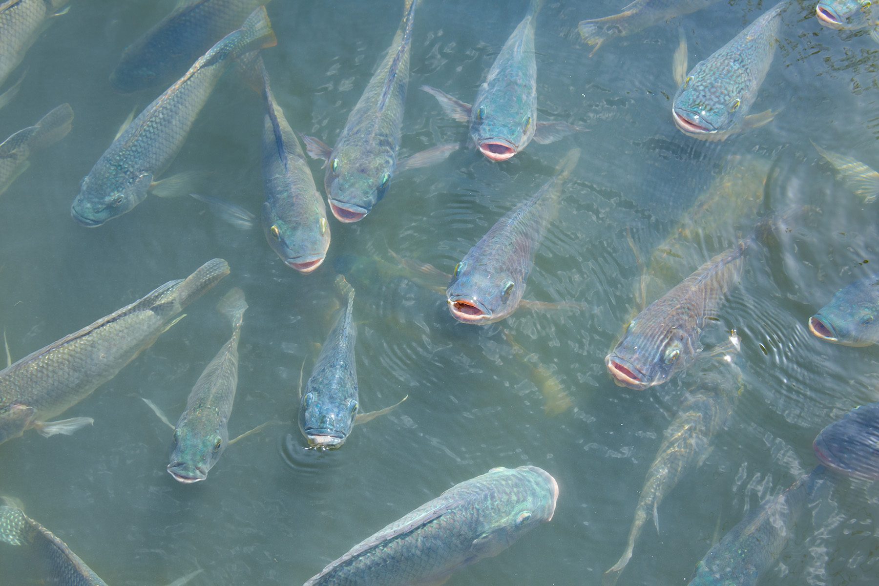 Com redução de temperaturas, piscicultura enfrenta queda no desempenho e mudanças no comportamento dos peixes