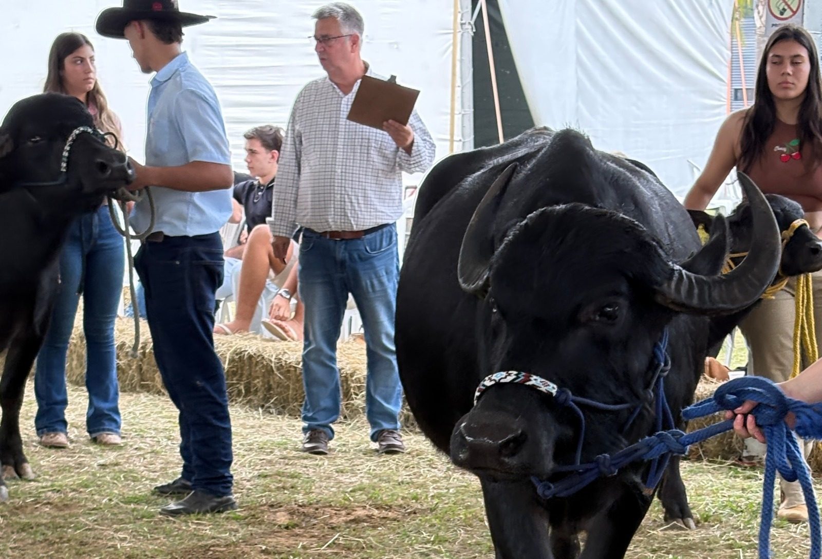 Búfalos dobram número de inscritos desde a estreia na Fenasul Expoleite