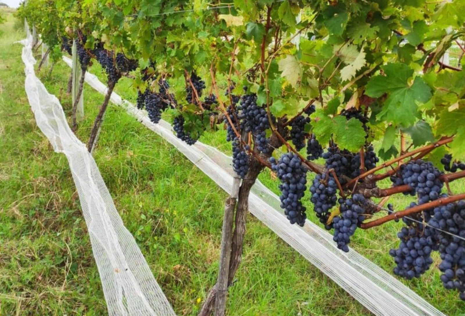 Vinhos finos da Campanha Gaúcha avançam com base técnica e identidade regional