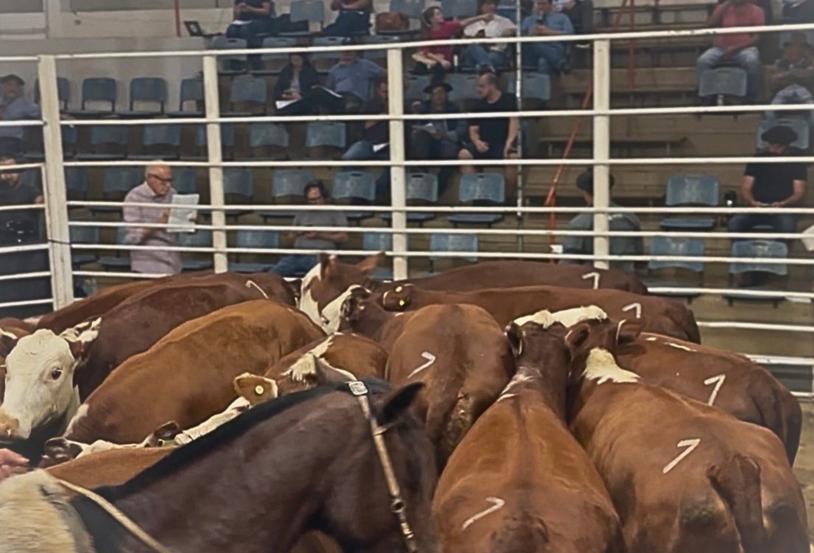 Mercado confirma valorização da pecuária e amplia apetite por genética bovina