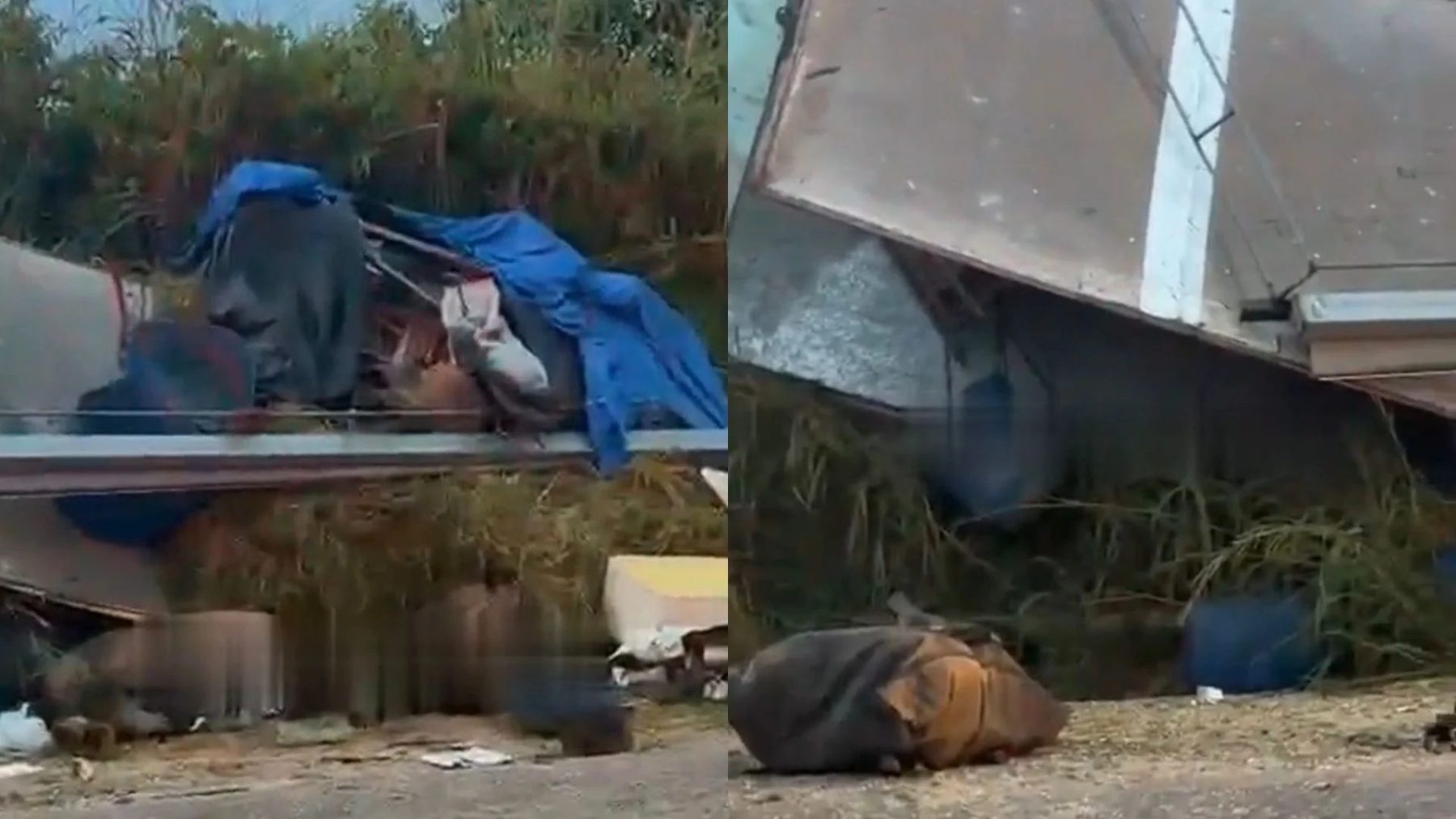 Acidente entre ônibus e caminhão no Pará deixa passageiros feridos e animais mortos