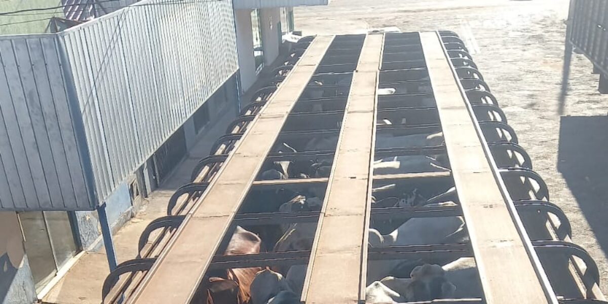 Forças de segurança recuperam carga de gado de R$ 270 mil após estelionato em Nova Crixás