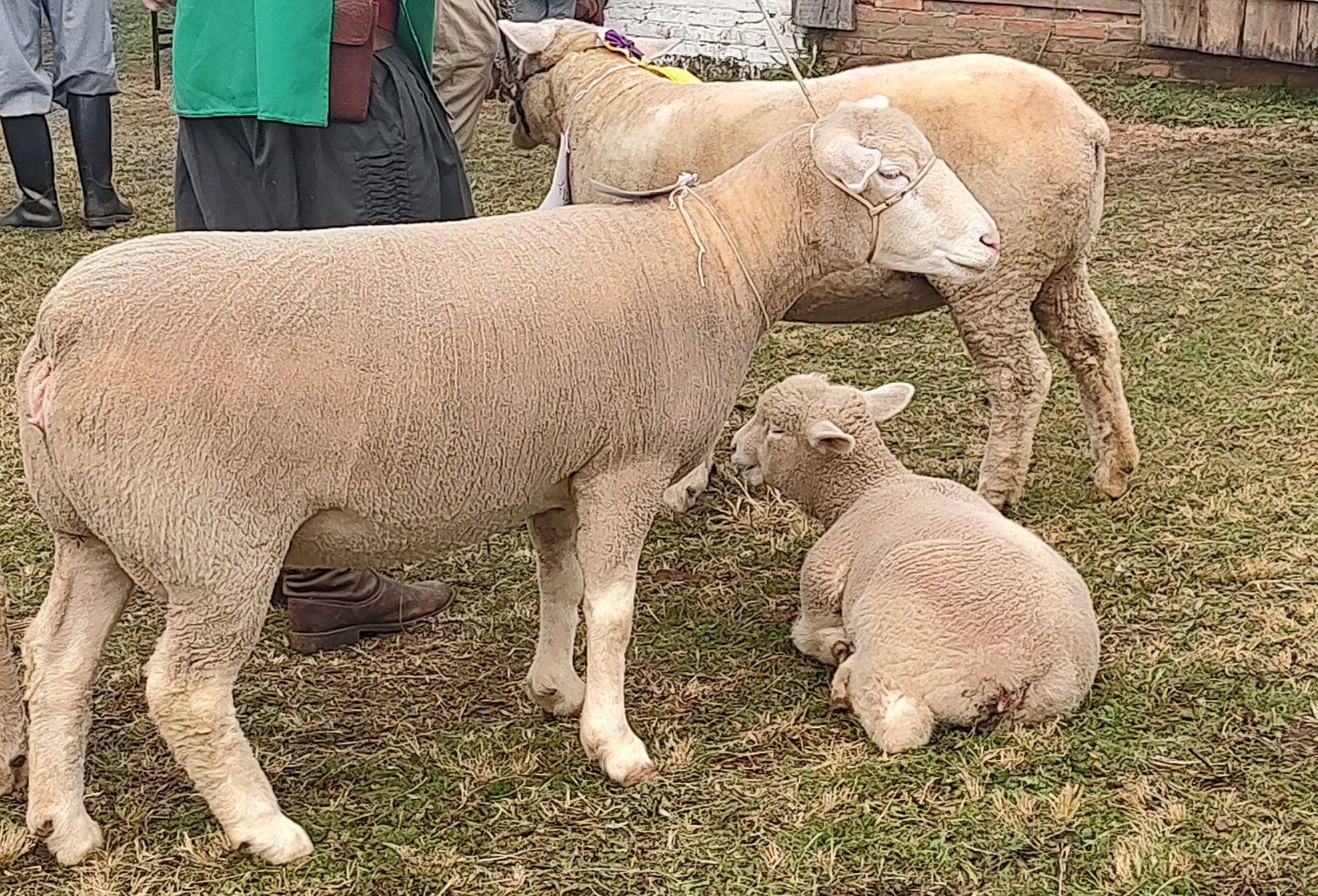Debate sobre bem-estar animal no transporte avança com participação do setor e governo
