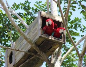 O renascimento de uma espécie: arara-vermelha volta a ter filhotes na Mata Atlântica após 200 anos