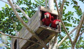 O renascimento de uma espécie: arara-vermelha volta a ter filhotes na Mata Atlântica após 200 anos