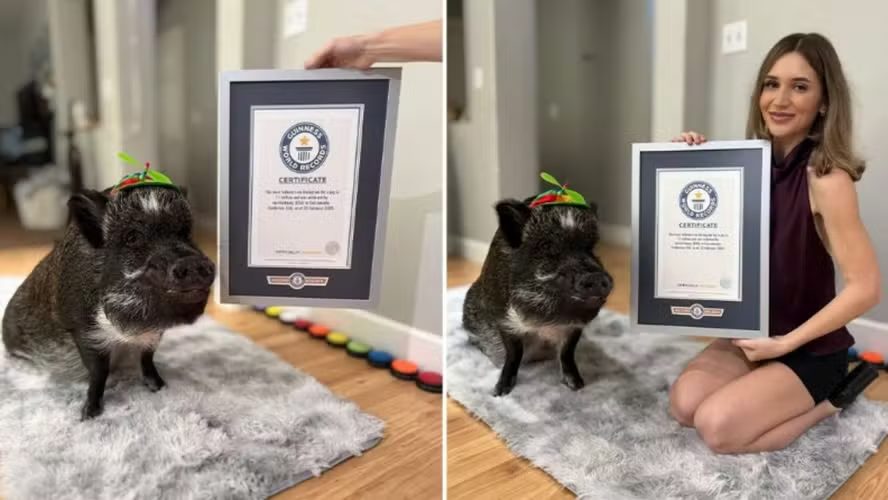 Porco influencer entra para o Guinness ao acumular 1 milhão de seguidores e "conversar" com o público