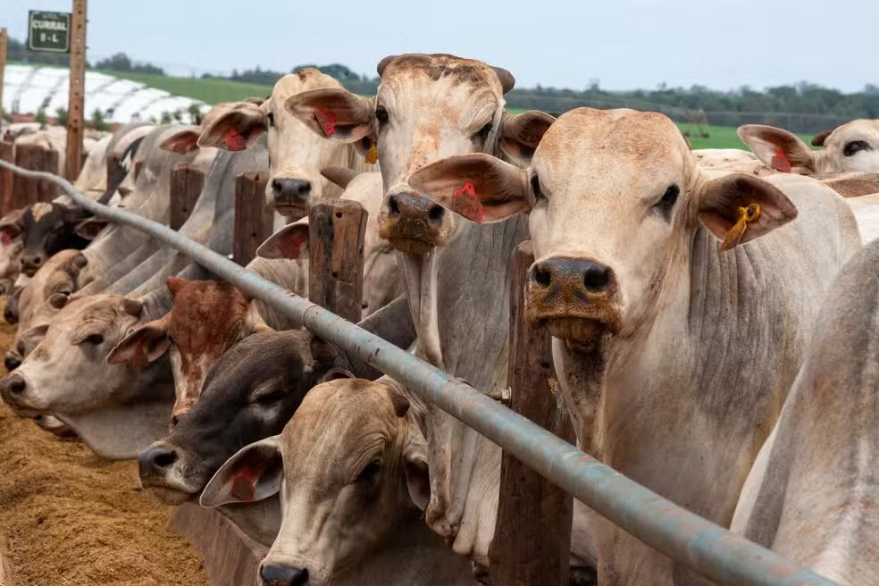 Após mais de um ano, China reabre mercado para três frigoríficos brasileiros de carne bovina