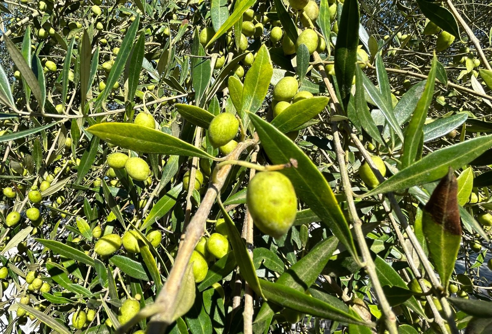 Centro de inovação em olivicultura busca fortalecer produção de azeite no RS