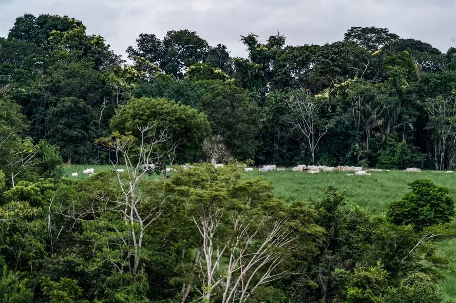 Pesquisa inédita aponta falhas de frigoríficos no combate ao desmatamento no Cerrado