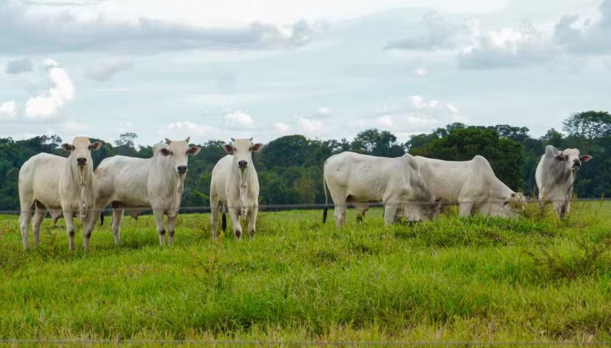 Brasil solicita à União Europeia prazo de transição para regras de antimicrobianos