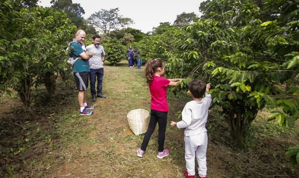 Colheita no maior cafezal urbano do mundo abre oficialmente a safra paulista