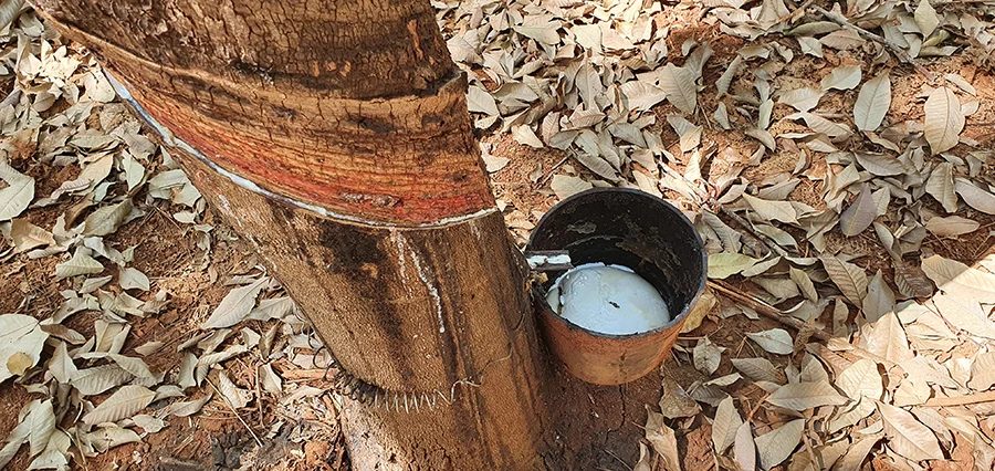 Pesquisa identifica falha que prejudica a extração de látex em clones de seringueira