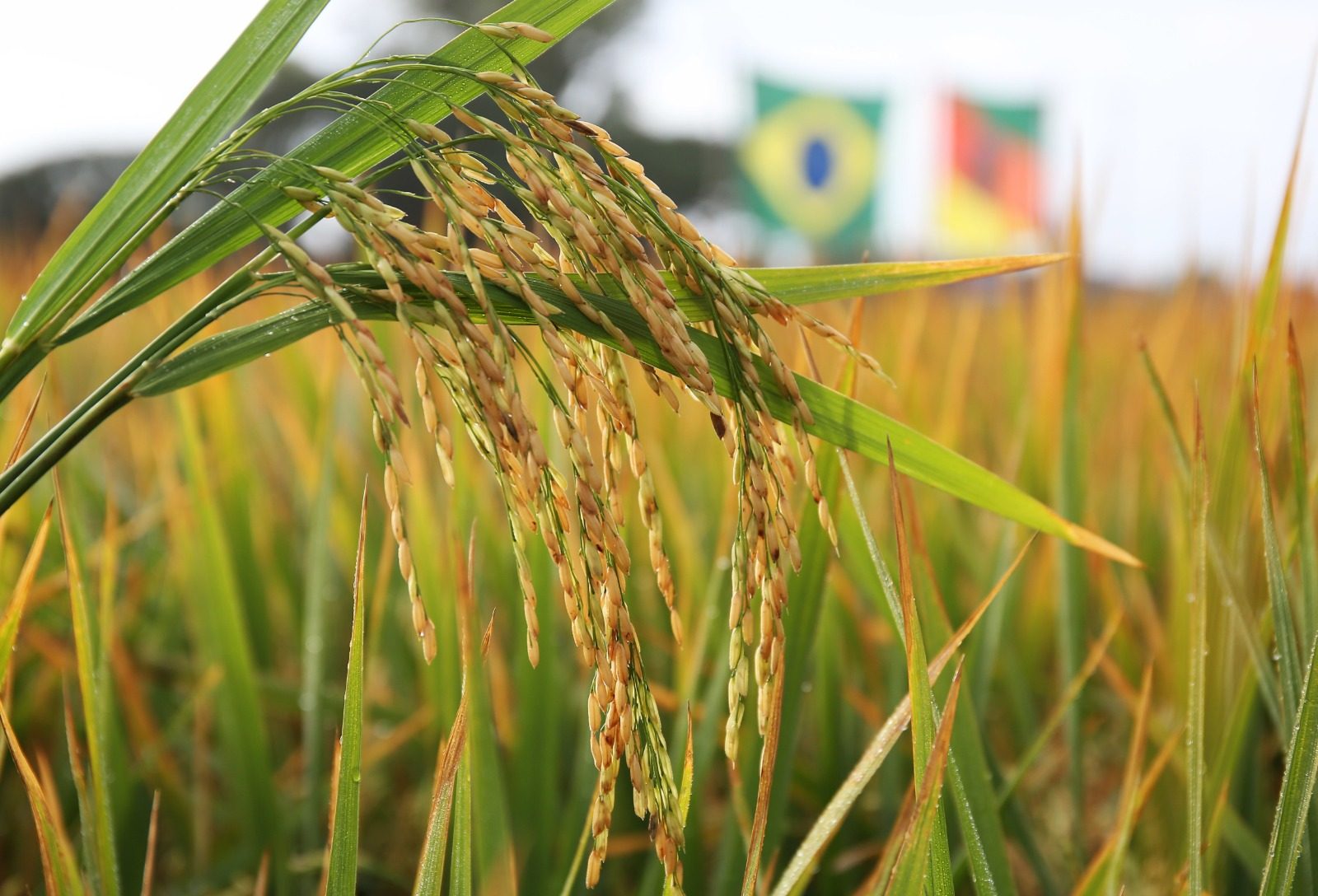 Federarroz defende tratamento diferenciado da União para produtores gaúchos
