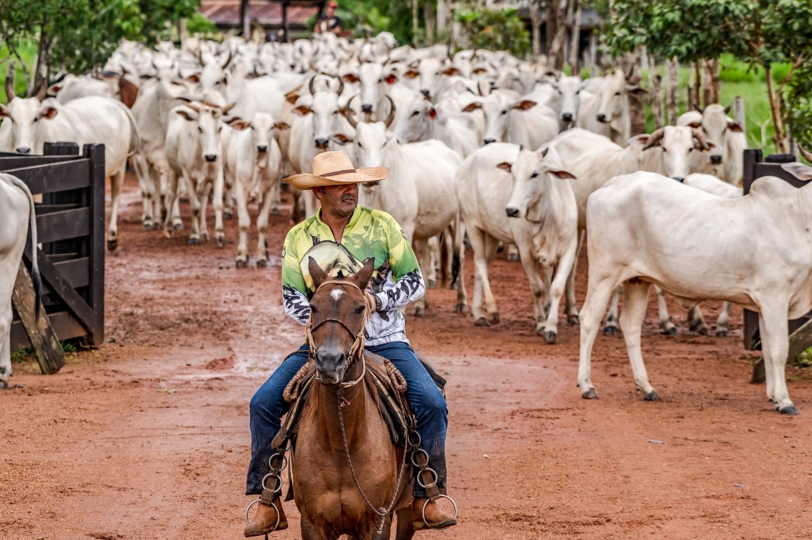 Fundação IDH articula compromissos para solucionar gargalos da rastreabilidade bovina e conectar o "campo ao capital" no Brasil
