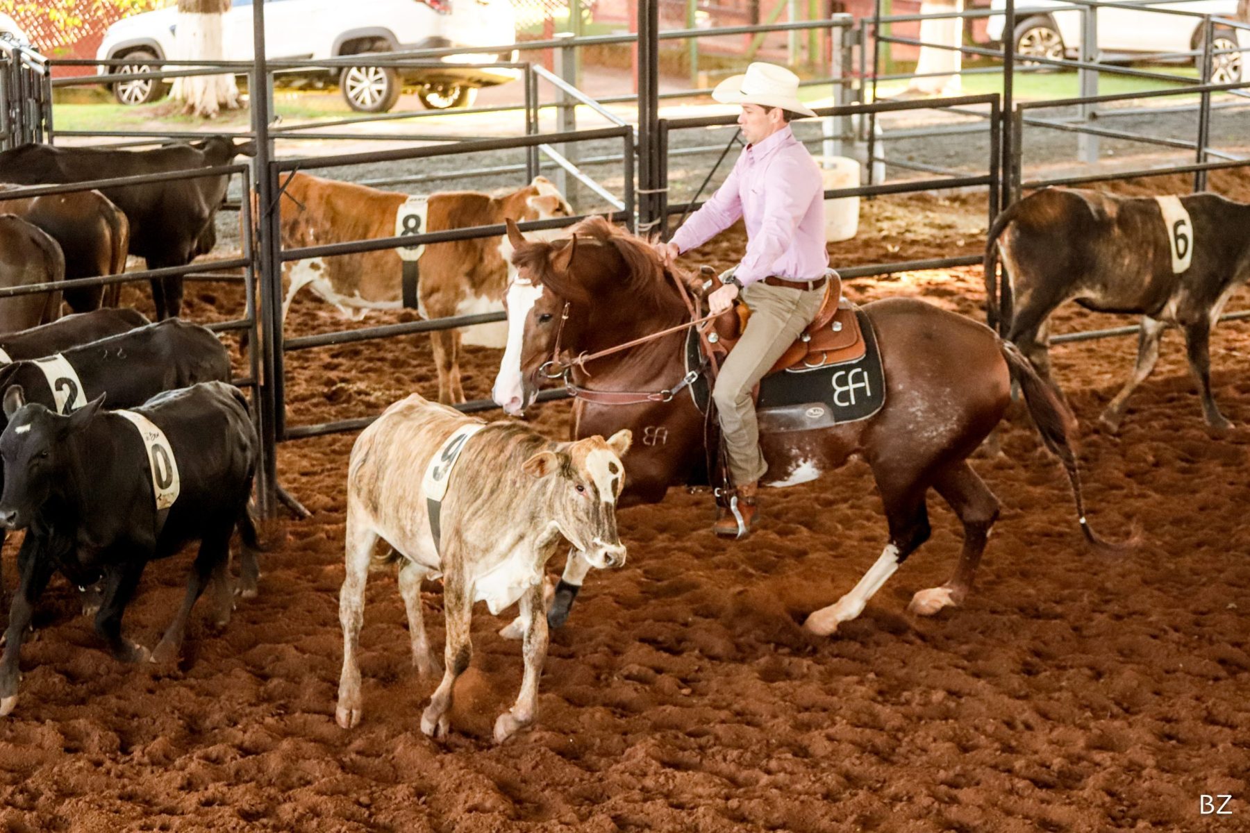 Ranch Sorting 2026 Mangalarga agita Jaguariúna neste sábado