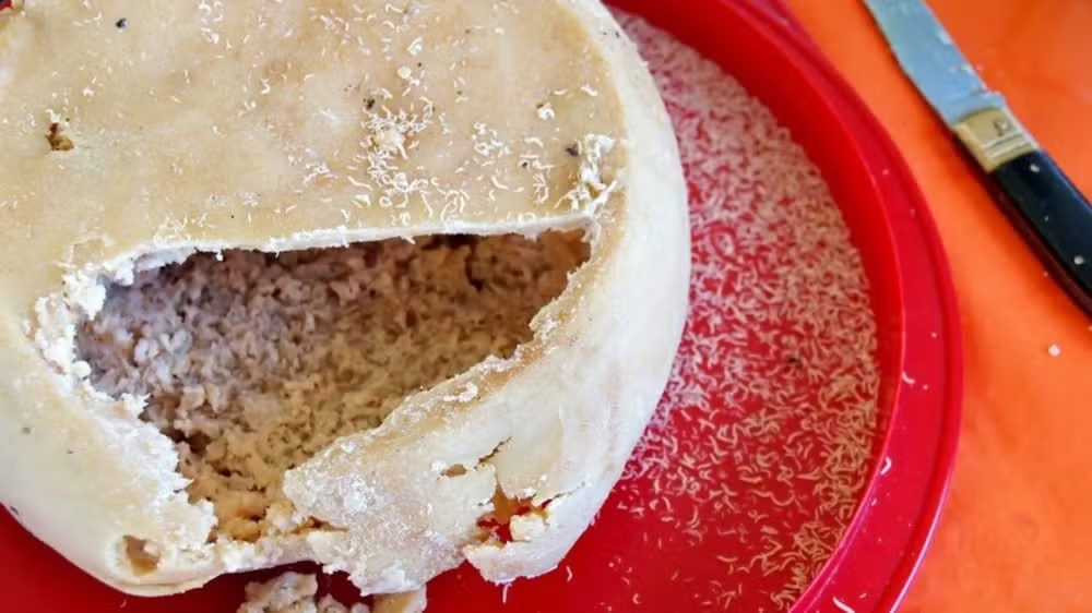 O queijo mais perigoso do mundo: conheça a iguaria proibida feita com larvas vivas