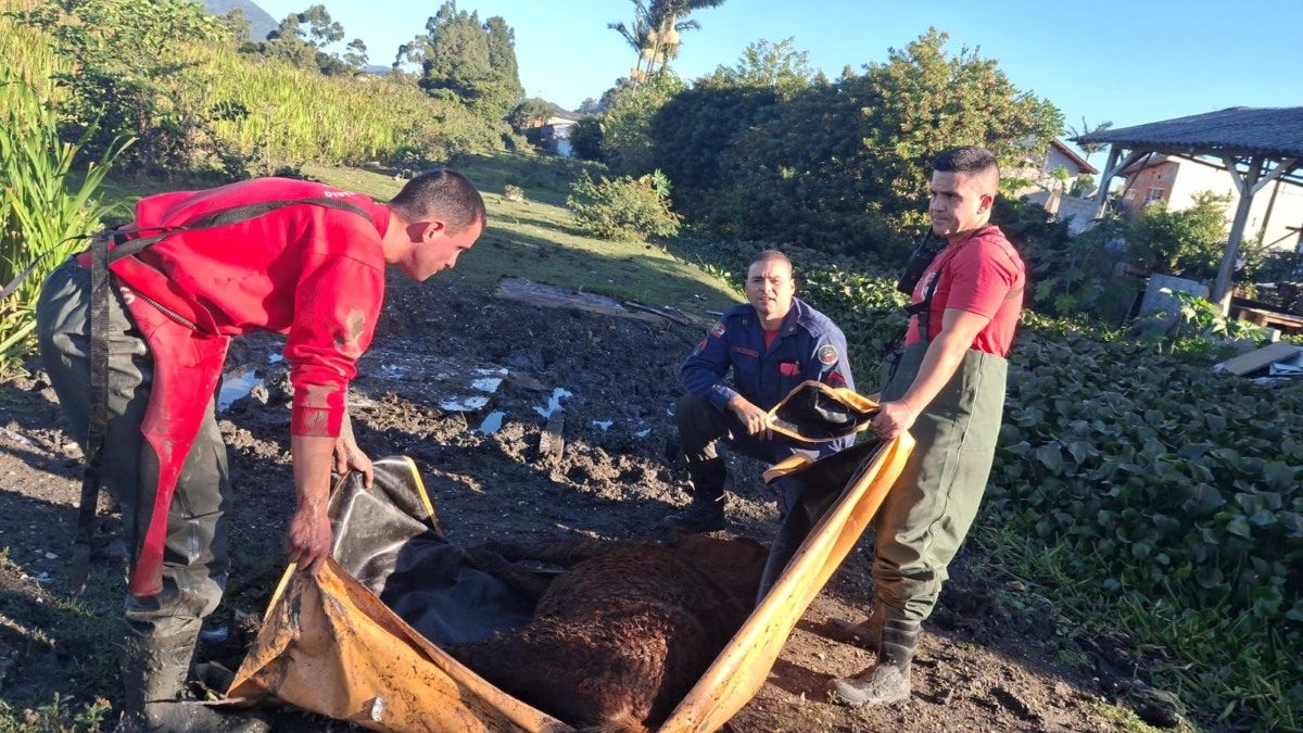 Resgate heroico: Bombeiros salvam cavalo preso em área de difícil acesso