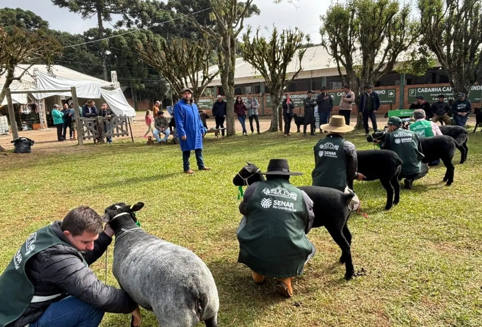 Fenovinos marca participação inédita de quase 500 ovinos na Fenasul Expoleite
