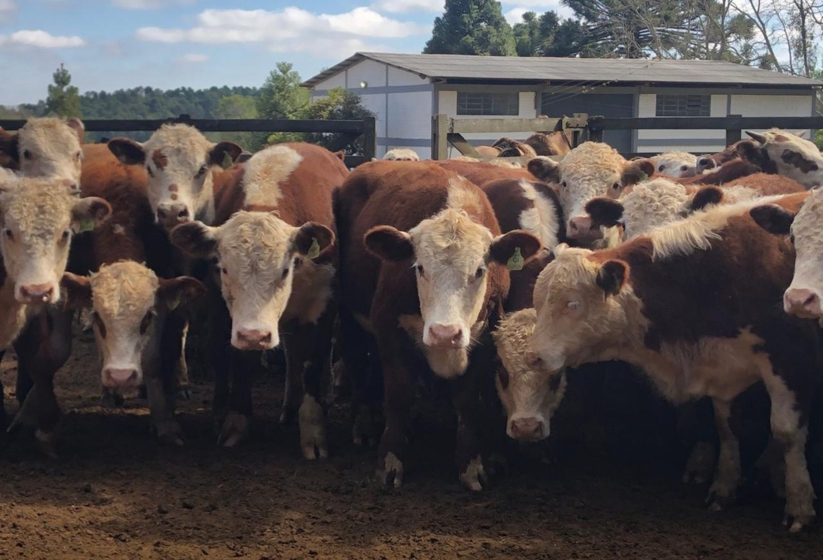 Certificação de cruzamentos Hereford e Braford cresce 80% no Brasil