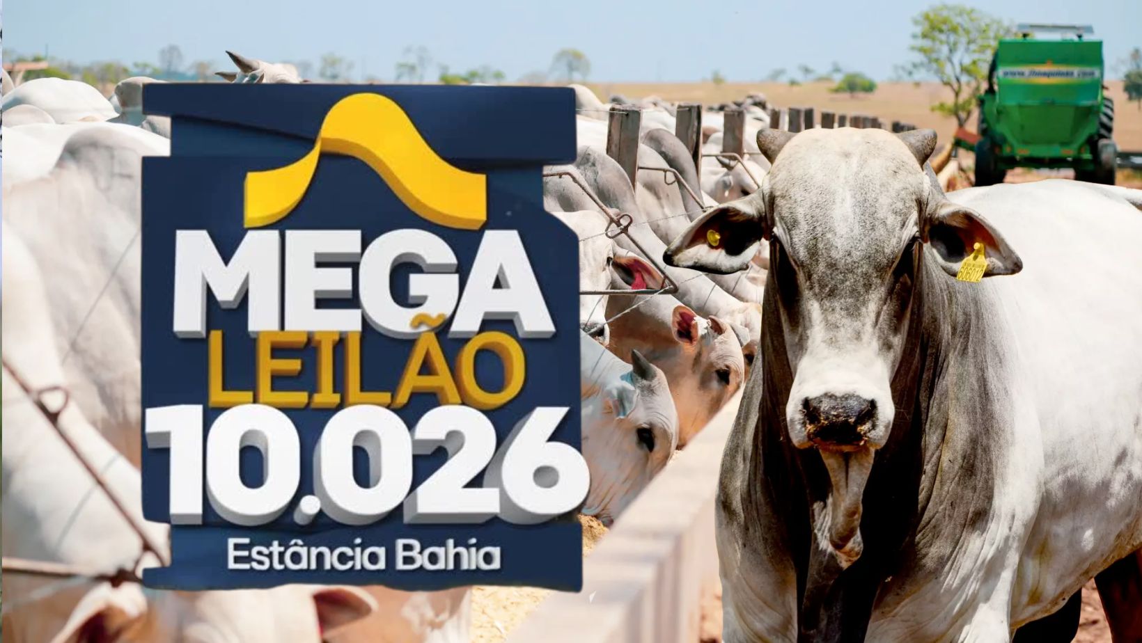 mega leilao estancia bahia grande leilao