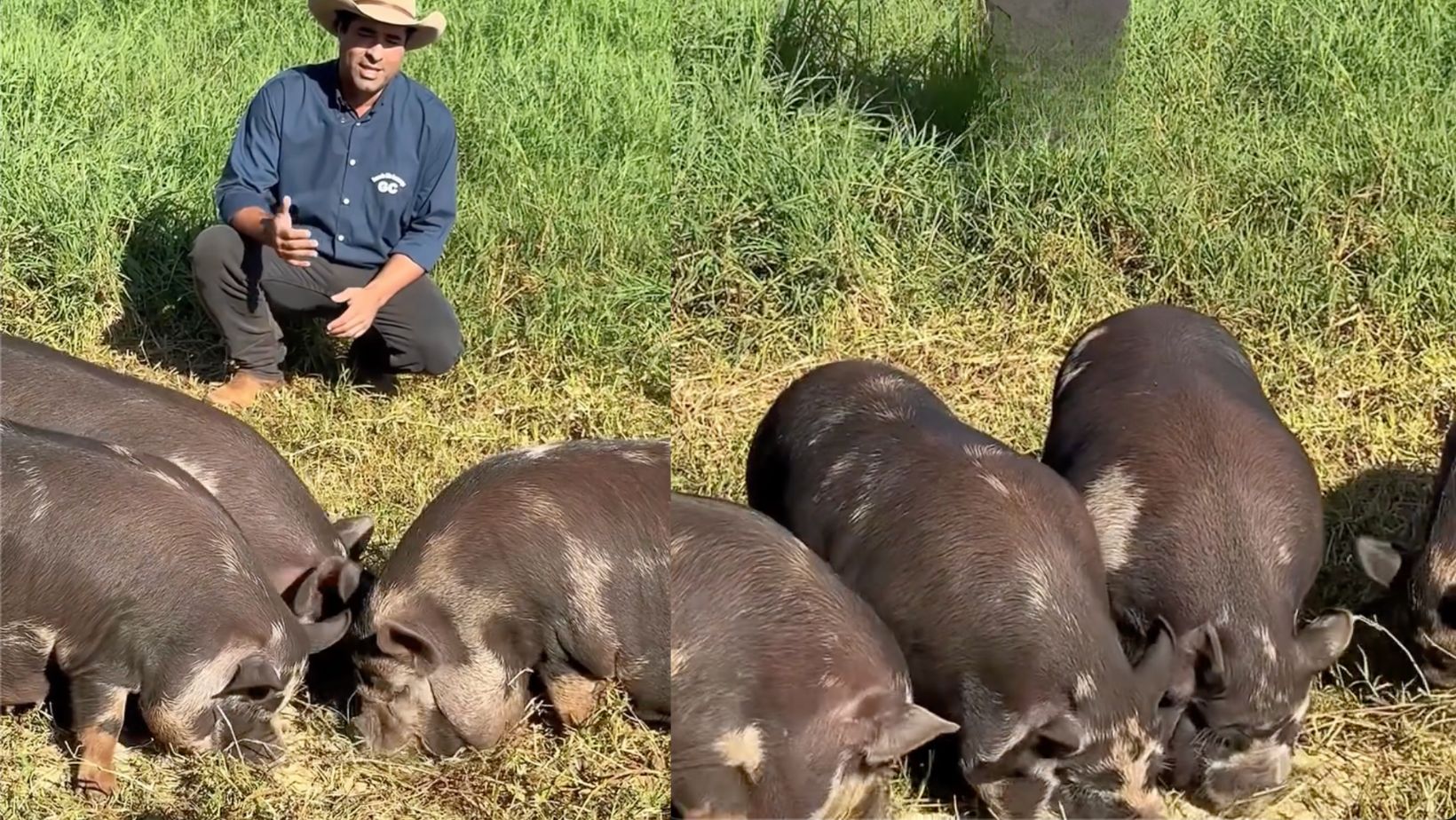 porcos caruncho da fazenda sao lourenco
