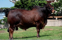touro da raca sindi - Rafado FIV da Estiva