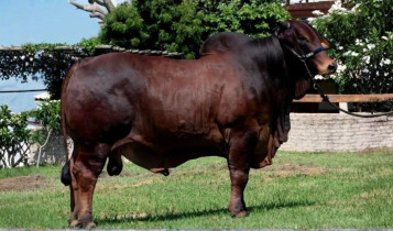 touro da raca sindi - Rafado FIV da Estiva