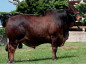 touro da raca sindi - Rafado FIV da Estiva