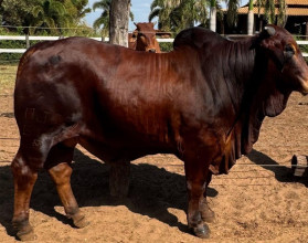 touro da raca sindi - Rafado FIV da Estiva