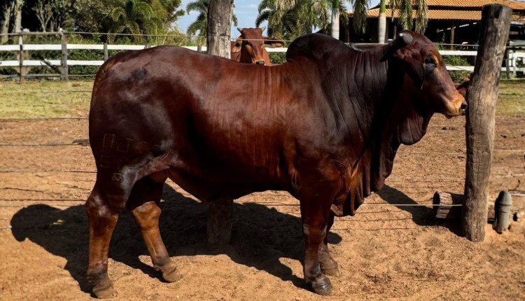 touro da raca sindi - Rafado FIV da Estiva