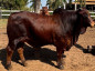 touro da raca sindi - Rafado FIV da Estiva