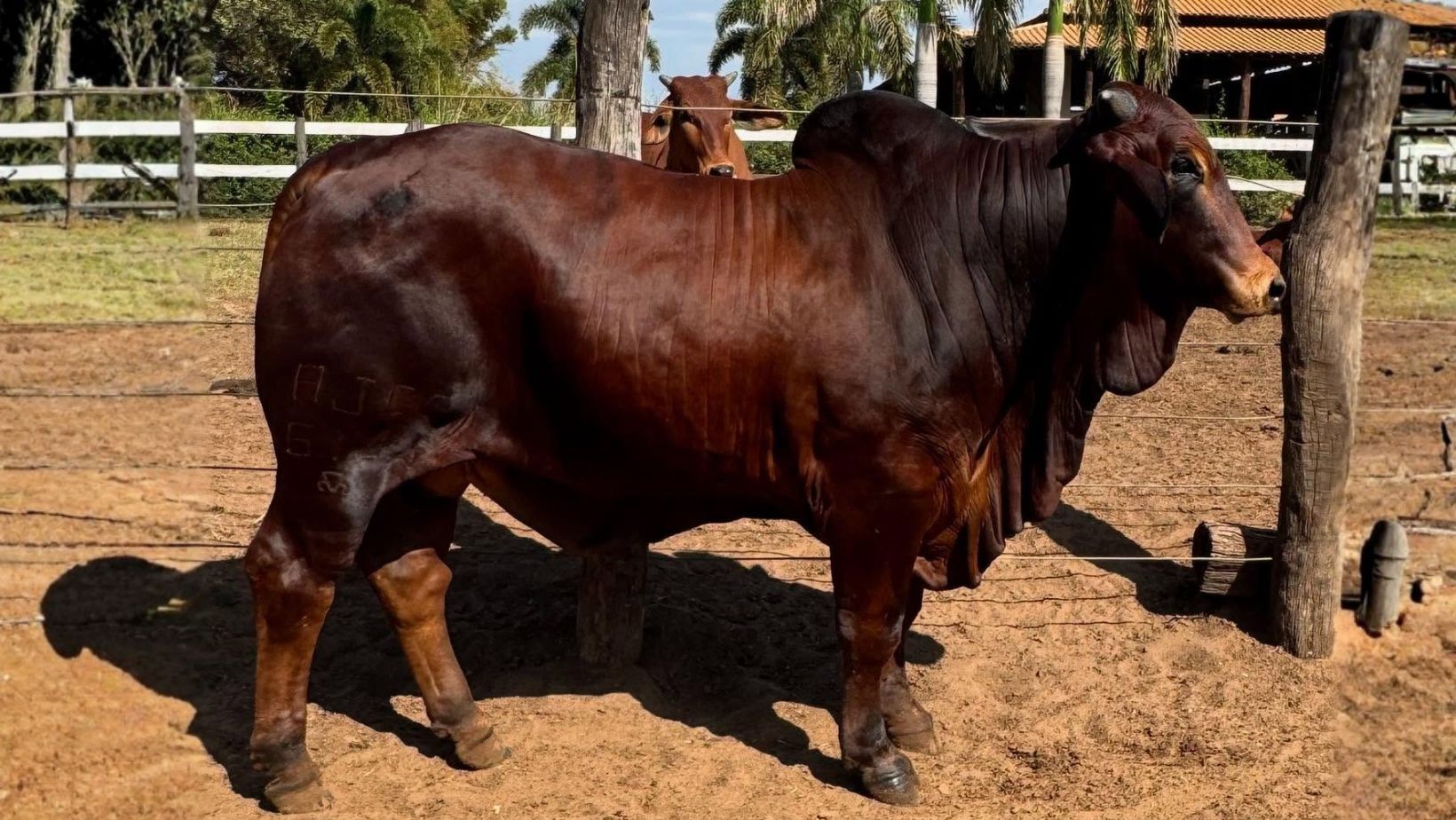 touro da raca sindi - Rafado FIV da Estiva