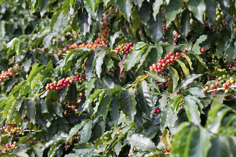 Cafeicultura brasileira tem nas algas marinhas uma aliada importante para aumento da produtividade
