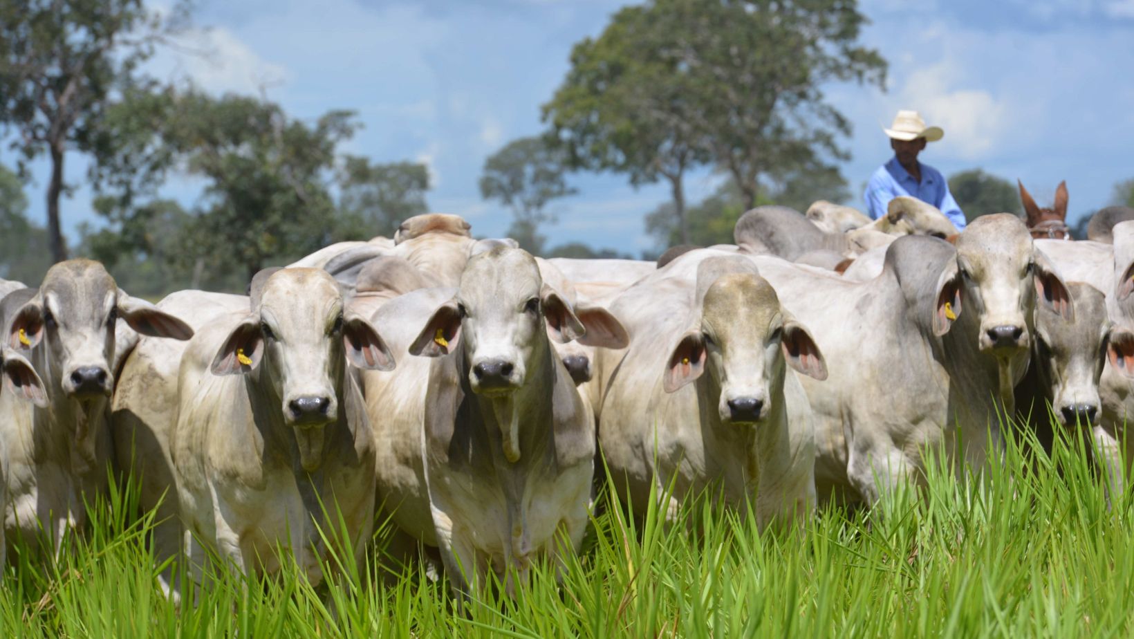 Associacao de Brahman leva avancos geneticos e qualidade da carne para a Feicorte 2026