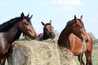 Contaminação no feno: como identificar fungos e evitar riscos graves aos cavalos