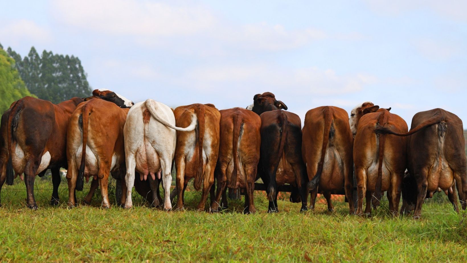 Simbrasil impulsiona investimento de 5 milhoes em novo projeto leiteiro em Minas Gerais