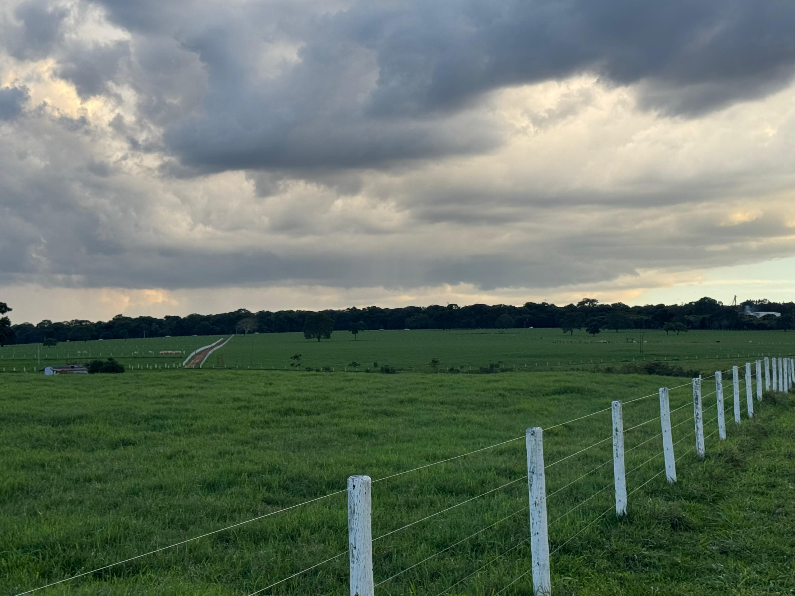 Do campo às Big Techs: Tifton 85 leva produtividade, inovação e sustentabilidade de Goiás ao Vale do Silício