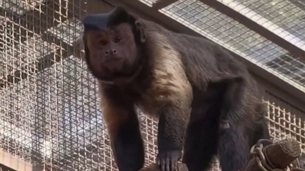 Macaco de rosto quadrado chama atenção em zoológico e conquista visitantes na China