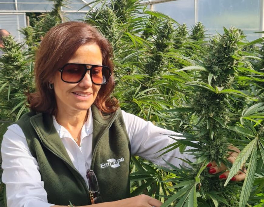 cannabis beatriz