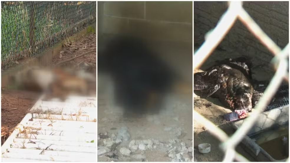 Animais encontrados mortos em chácara em Ibaté, SP — Foto: Reprodução/EPTV