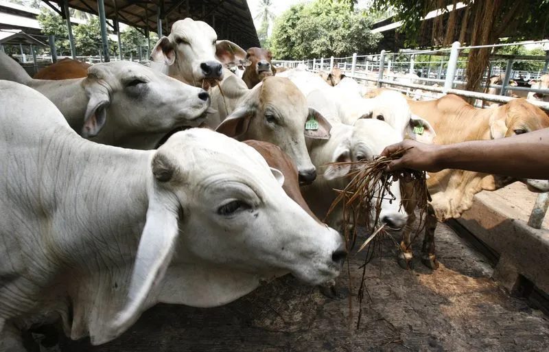 O custo invisível dos antibióticos pode gerar conta bilionária para o agro