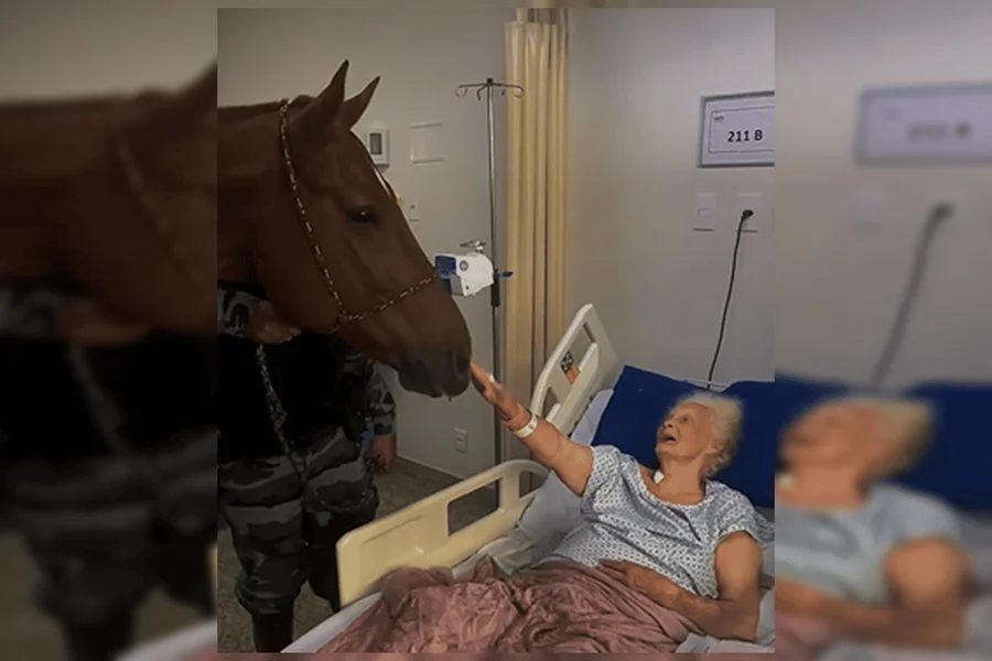 Cavalo da Polícia Militar de Goiás ajuda na recuperação de pacientes durante visita a hospital