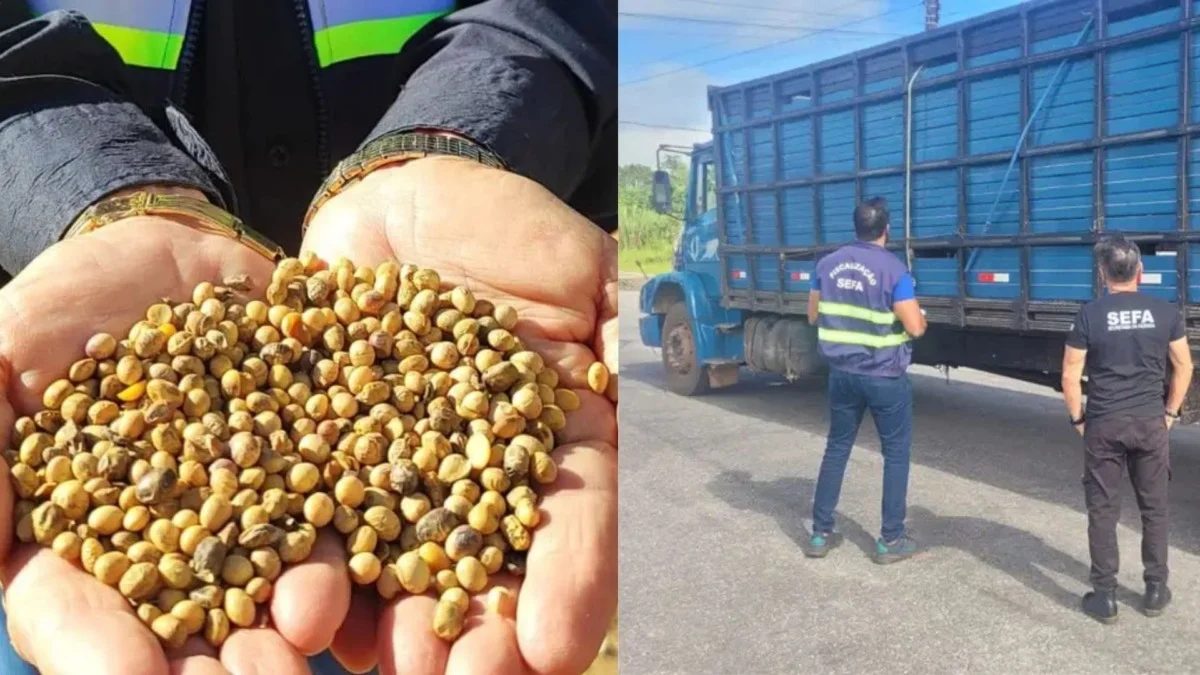 Apreensão no Pará: Fiscalização retém quase 38 toneladas de soja e 29 cabeças de gado