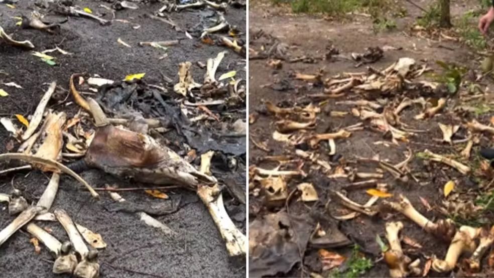 Descoberta de ossadas de cavalo e gado levanta suspeita de comércio clandestino de carne no ES