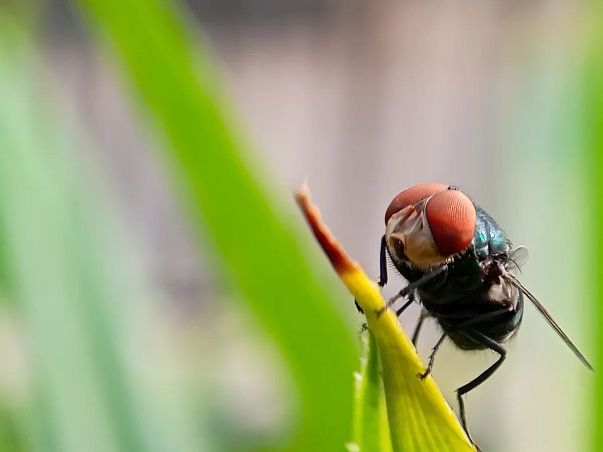 Retorno de parasita mortal aos EUA após 60 anos traz novos riscos para a pecuária